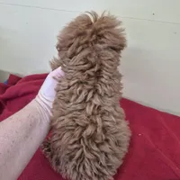 Red, a male Poodle - Miniature  for sale in Statesboro, GA – Photo 3 of 3