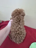 Red, a male Poodle - Miniature  for sale in Statesboro, GA – Photo 2 of 2