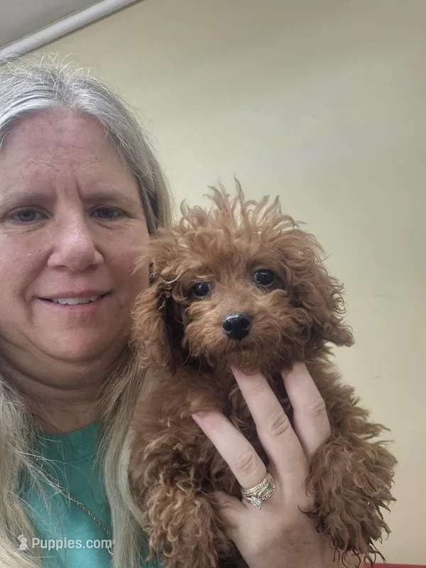Red – Poodle - Miniature  puppy for sale in Statesboro, GA