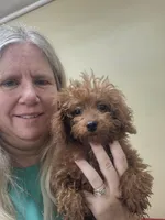 Red, a male Poodle - Miniature  for sale in Statesboro, GA – Photo 1 of 3