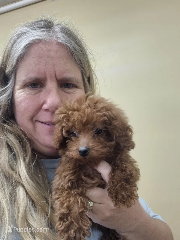 Red, a male Poodle - Miniature  for sale in Statesboro, GA – Photo 1 of 2