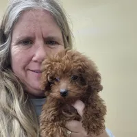 Red, a male Poodle - Miniature  for sale in Statesboro, GA – Photo 2 of 3