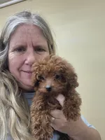 Red, a male Poodle - Miniature  for sale in Statesboro, GA – Photo 1 of 2