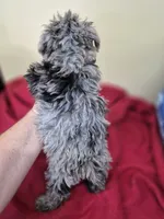 Allie, a female Schnoodle for sale in Statesboro, GA – 2 of 2