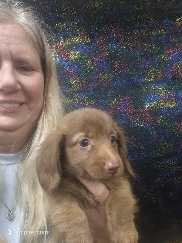 Harley – Miniature Dachshund puppy for sale in Statesboro, GA