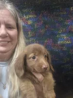 Harley, a male Miniature Dachshund for sale in Statesboro, GA – 1 of 4