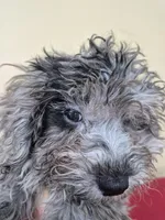 Blue, a male Poodle - Miniature  for sale in Statesboro, GA – Photo 2 of 2