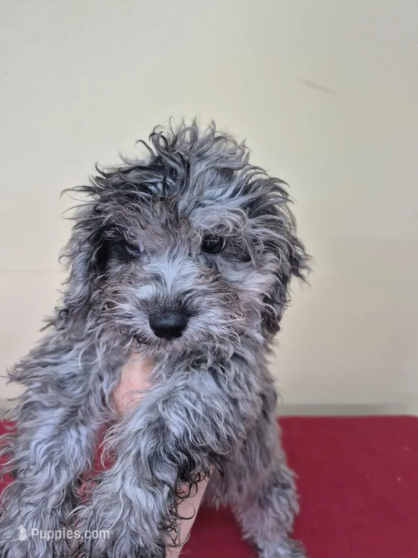 Blue – Poodle - Miniature  puppy for sale in Statesboro, GA