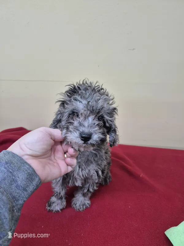 Bluey, a male Poodle - Miniature  for sale in Statesboro, GA – Photo 1 of 1