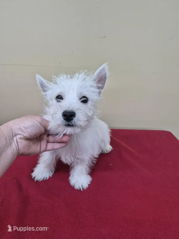 Wally – West Highland White Terrier puppy on hold in Statesboro, GA