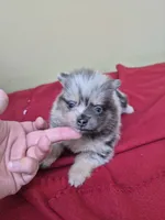 Leila, a female Pomeranian for sale in Statesboro, GA – 1 of 4