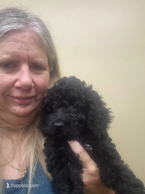 Deb – Cockapoo puppy for sale in Statesboro, GA