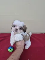 Harley, a male Shih Tzu for sale in Statesboro, GA – 1 of 2