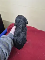 Leslee, a female Cockapoo for sale in Statesboro, GA – Photo 4 of 4