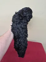 Leslee, a female Cockapoo for sale in Statesboro, GA – Photo 2 of 4