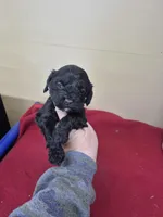 Leslee, a female Cockapoo for sale in Statesboro, GA – Photo 3 of 4