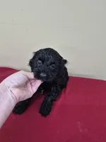 Leslee, a female Cockapoo for sale in Statesboro, GA – Photo 1 of 4
