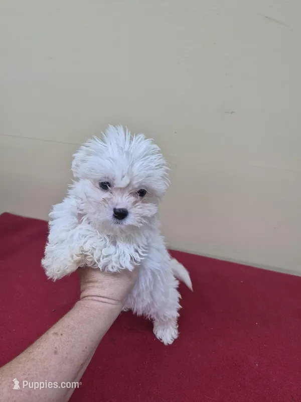 Tiny tim – Shihpoo puppy for sale in Statesboro, GA