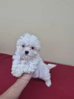 Tiny tim, a male Shihpoo for sale in Statesboro, GA – Photo 2 of 2