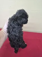 Darla, a female Yorkipoo for sale in Statesboro, GA – 2 of 2