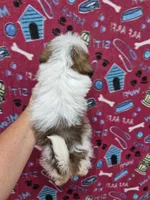 Jayson, a male Shih Tzu for sale in Statesboro, GA – 2 of 2