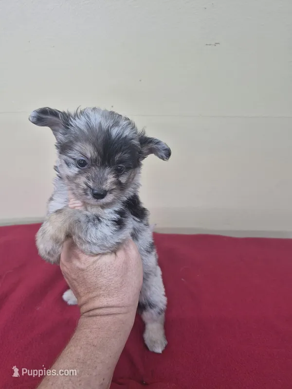 Callie – Pomapoo, Cocker Spaniel puppy for sale in Statesboro, GA