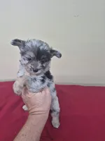 Callie, a female Pomapoo and Cocker Spaniel for sale in Statesboro, GA – 1 of 3