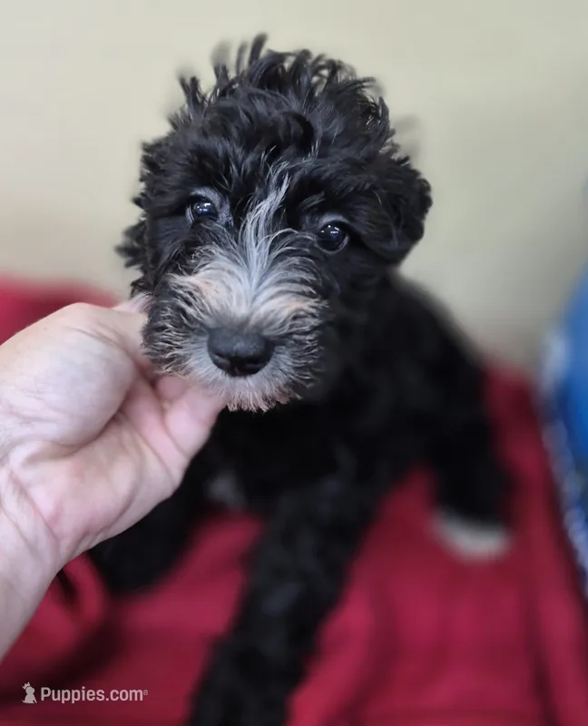 Abbie – Schnoodle puppy for sale in Statesboro, GA