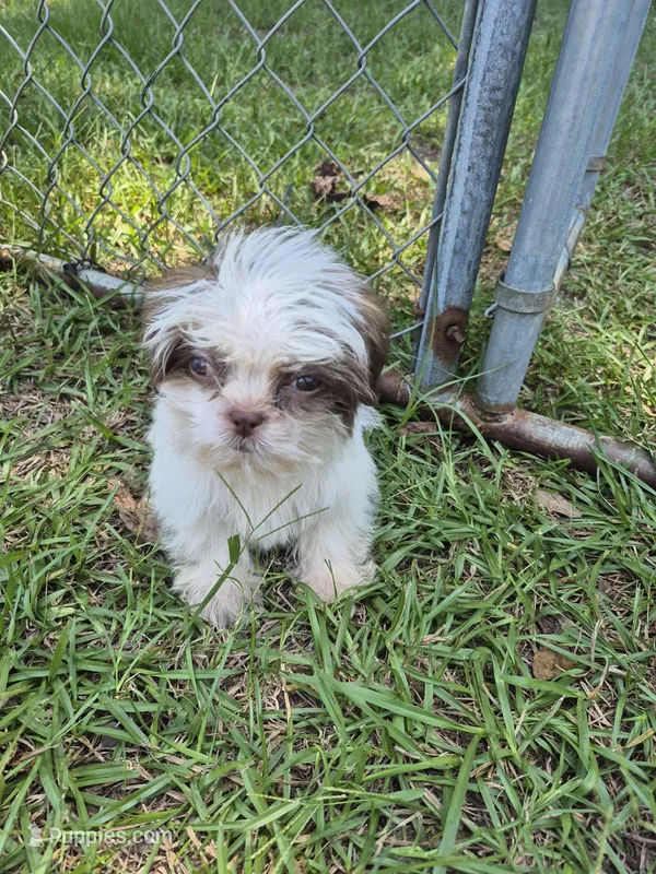 Jayson – Shih Tzu puppy for sale in Statesboro, GA