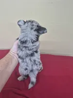 Callie, a female Pomapoo and Cocker Spaniel for sale in Statesboro, GA – 2 of 3
