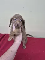 Harley, a male Dachshund for sale in Statesboro, GA – 2 of 4