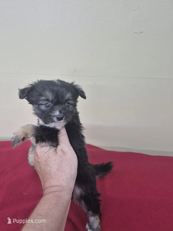 Carrie – Pomapoo, Cocker Spaniel puppy for sale in Statesboro, GA