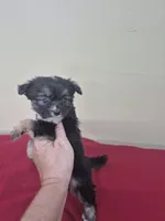 Carrie, a female Pomapoo and Cocker Spaniel for sale in Statesboro, GA – 1 of 3