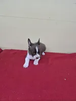 Taco, a male Chihuahua for sale in Statesboro, GA – Photo 2 of 2