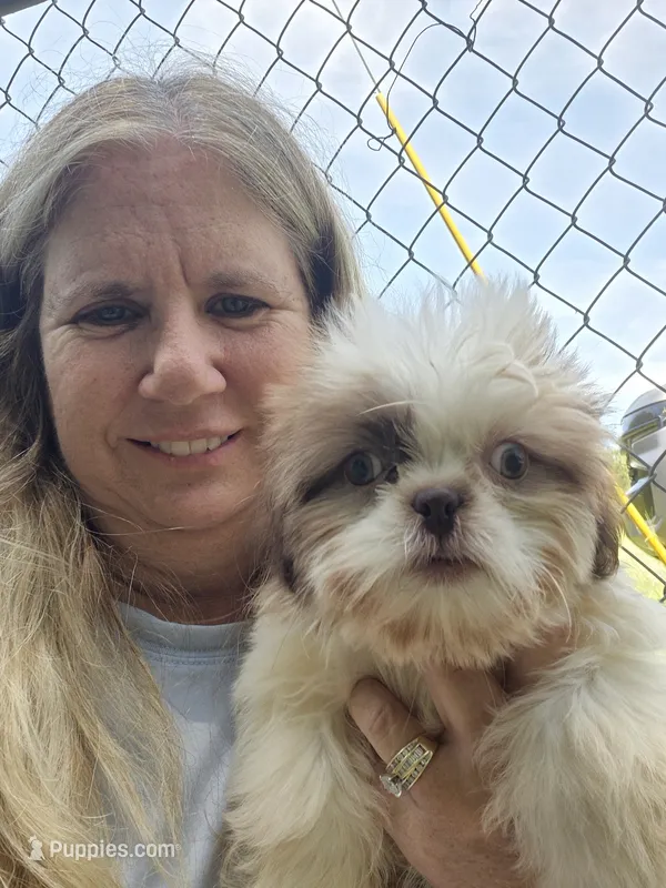 Jayson – Shih Tzu puppy for sale in Statesboro, GA