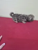 Daisy, a female Shihpoo for sale in Statesboro, GA – Photo 2 of 3