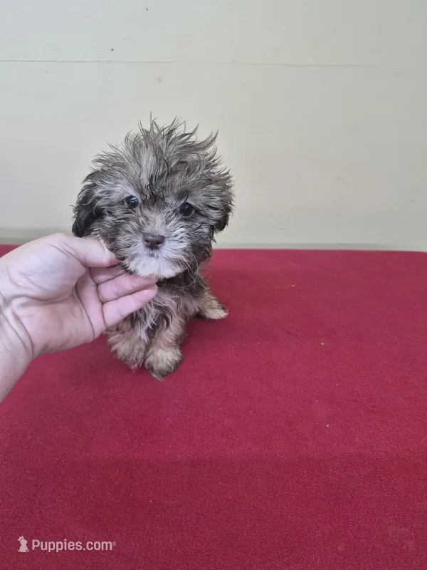 Daisy – Shihpoo puppy for sale in Statesboro, GA