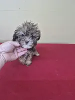 Daisy, a female Shihpoo for sale in Statesboro, GA – Photo 1 of 3