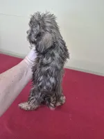 Daisy, a female Shihpoo for sale in Statesboro, GA – Photo 3 of 3