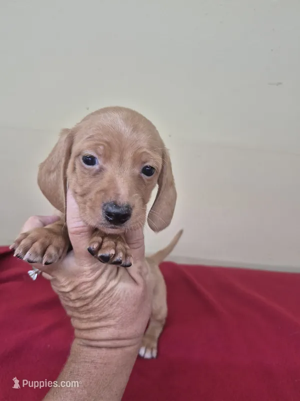 Red – Miniature Dachshund puppy for sale in Statesboro, GA