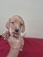 Red, a male Miniature Dachshund for sale in Statesboro, GA – 1 of 2