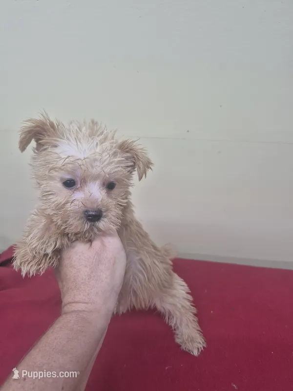 Charlie  – Miniature Schnauzer, Yorkshire Terrier puppy for sale in Statesboro, GA