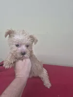 Charlie , a male Miniature Schnauzer and Yorkshire Terrier for sale in Statesboro, GA – 1 of 2