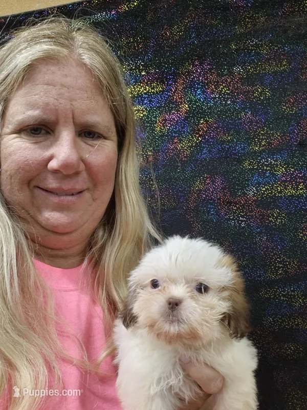 Barbie – Shih Tzu puppy for sale in Statesboro, GA