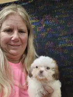 Barbie, a male Shih Tzu for sale in Statesboro, GA – 1 of 2