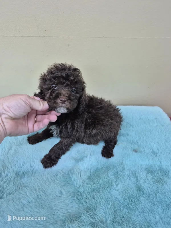 Jack – Poodle - Toy  puppy for sale in Statesboro, GA