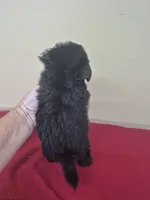 Callie, a female Pomapoo and Cocker Spaniel for sale in Statesboro, GA – 2 of 2