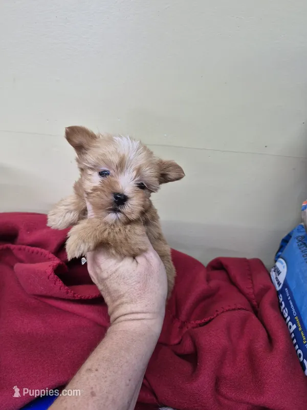 Tobi – Yorkshire Terrier puppy for sale in Statesboro, GA