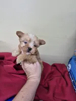 Tobi, a male Yorkshire Terrier for sale in Statesboro, GA – 1 of 2