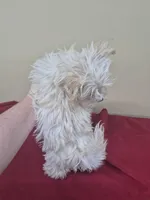 Molly, a female West Highland White Terrier and Yorkshire Terrier for sale in Statesboro, GA – Photo 2 of 2